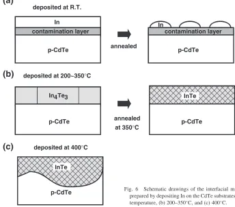 Fig. 6Schematic drawings of the interfacial microstructures at CdTe/In
