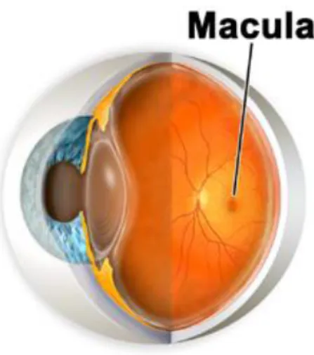 Figure 2. 1: A section of the human eye showing the location of the macula 1