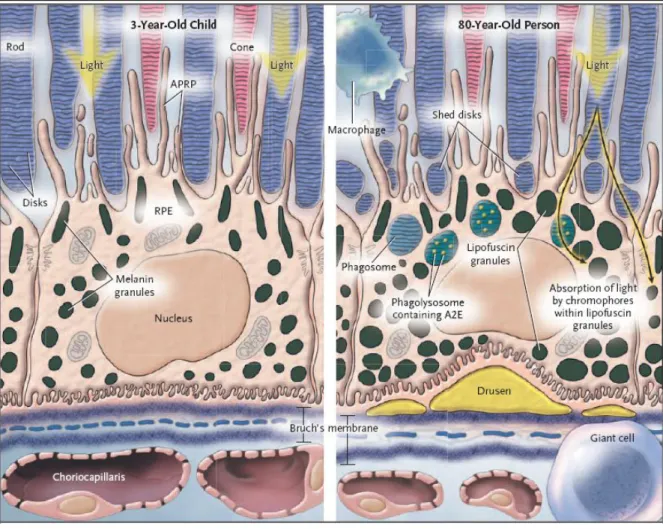 Figure 2. 4 Legend: RPE cell in a 3-year-old child (left-hand panel) and an 80-year-old person  (right-hand panel)