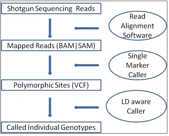 Figure 4.1 Workflow of SNP discovery and genotype calling 