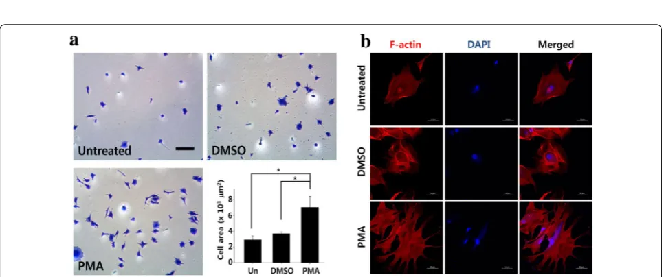 Fig. 2 PMA pretreatment increases initial attachment of ADSCs to culture substrate. a Representative images of ADSCs attached to culture substrate with or without 4 h of PMA pretreatment
