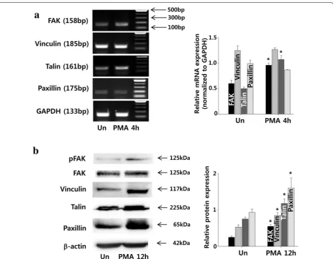 Fig. 6 Effect of PMA on the expressions of adhesion molecules in ADCS. ADSCs were treated with PMA (100 nM) up to 12 h