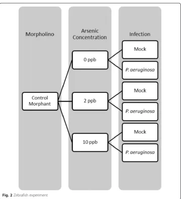 Fig. 2 Zebrafish experiment