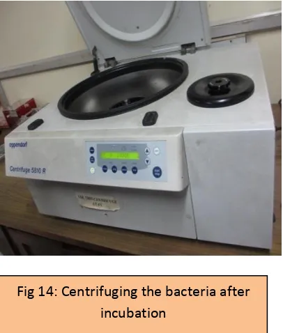 Fig 14: Centrifuging the bacteria after 