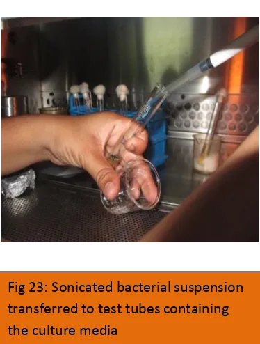 Fig 22: Adhered bacteria removed from the 