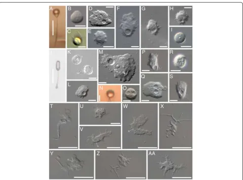 Fig. 1 Acanthamoebids observed in this study.n.g. n. sp. Tib 84:li a-f. Acanthamoeba pyriformis n