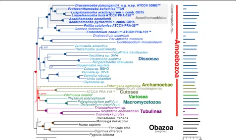 Fig. 2 325 gene (102,140 AA sites) phylogeny of Amoebozoa rooted with Obazoa. The tree was built using PhyloBayes-MPI v1.5a under theCAT + GTR model of protein evolution