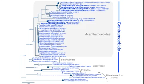 Fig. 4 Maximum likelihood SSU phylogeny of 43 centramoebid taxa and six outgroup himatismenid taxa