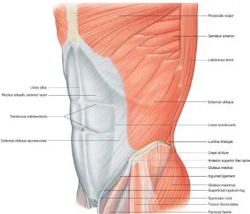 Fig: 4 ANATOMY OF ABDOMINAL MUSCLES 