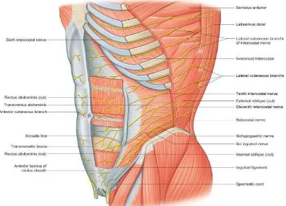 Fig:5 NERVE SUPPLY OF ANTERIOR ABDOMINAL WALL 