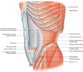 Fig: 7 TRANSVERSUS ABDOMINIS 