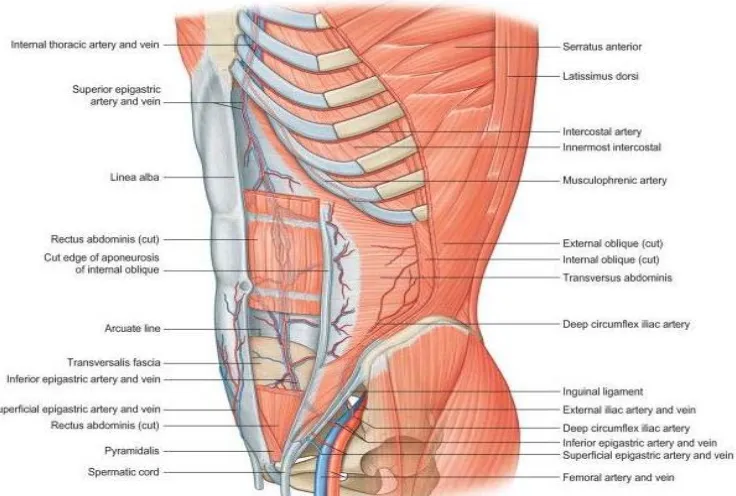 Fig: 8 BLOOD SUPPLY OF ABDOMINAL WALL 
