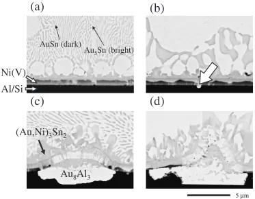 Fig. 8Back scattered SEM images of cross sections of the joint interface between eutectic Au–Sn and Al/Ni(V)/Au soldered at 300�Cfor (a) 20 s, (b) 1.5 min, (c) 2.5 min and (d) 3 min.