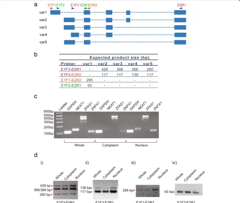 Fig. 2 Detection ofwas amplified using primer set E1F3-E5R1 and shown to be present in cytoplasm and nucleus.toproduct sizes for different isoforms.nucleus