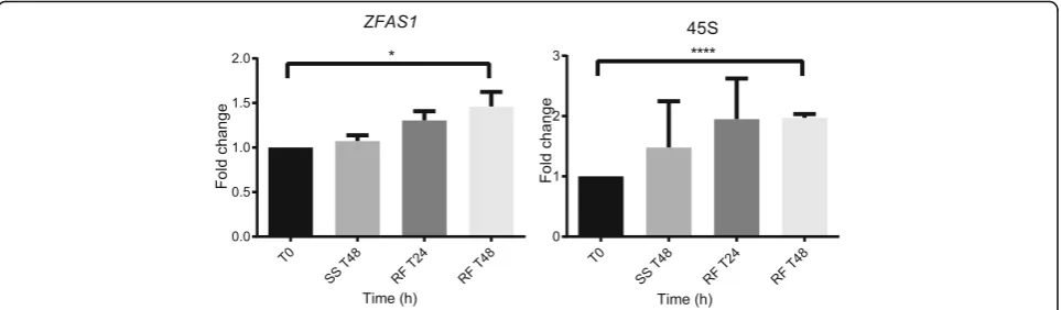 Fig. 5 ZFAS1 is induced concurrently with ribosome biogenesis. MDA-MB-468 cells were maintained for 48 h in medium containing low serum(SS), and then refed (RF) for 24 and 48 h in medium containing serum at 10 %