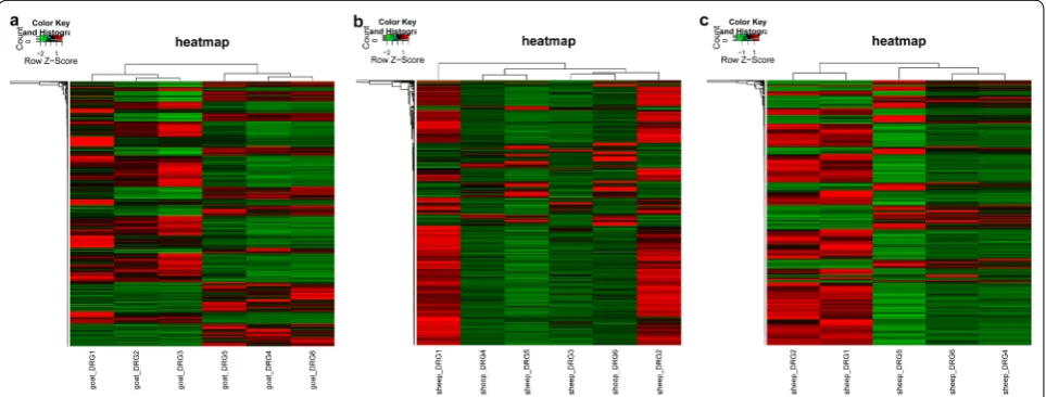 Fig. 1 Heatmap analysis of goat (a) and sheep (b, c) samples. The below abscissa axis represents samples