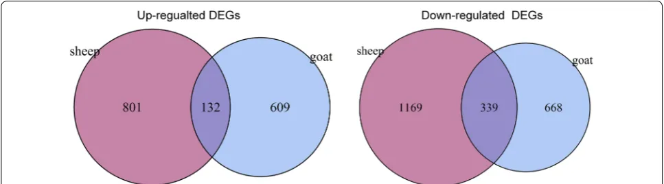 Fig. 2 Venn diagram showed the common differentially expressed genes (co-DEGs) between the CFA-treated goat and sheep groups as compared with the control sheep and goat groups