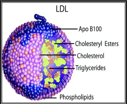Figure-2  Structure of  LDL 