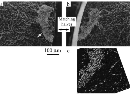 Fig. 9Matching halves of near fatigue crack initiation site of the L3 RTMT sample fractured at 77 K (�max ¼ 133 MPa, Nf ¼ 1604240cycles)