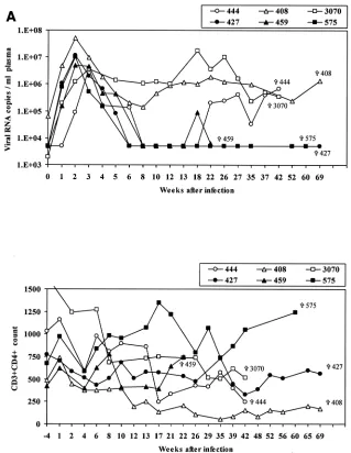 FIG. 1. Viral load and CD4�milliliter of plasma as analyzed by NASBA. Lower panels show the absolute number of CD3(B) SHIV T-cell count in rhesus macaques included in the study
