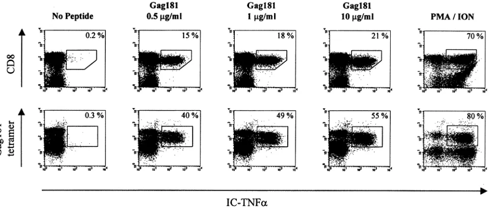 FIG. 5. Intracellular TNF-�the percentage of TNF-in Gag 181-tetramer-positive CD3top right corner indicates the percentage of TNF-CD8animal 432 were assayed as described in Materials and Methods