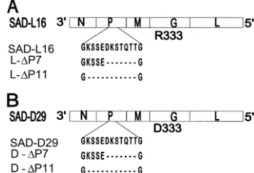 FIG. 1. Schematic representation of the RV gene order in thenegative-strand genomic RNA