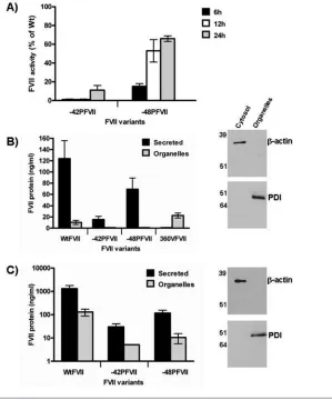 Figure 2. Expression levels of FVII variants. (A) Activity of FVII variants (expressed as % ofWtFVII) in medium collected at 6, 12, and 24 h after transient transfection (5 independentexperiments)