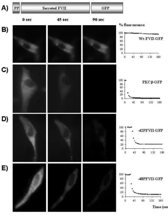 Figure 3. Expression cassette of the FVII-GFP and localization of chimeras within livingBHK cells