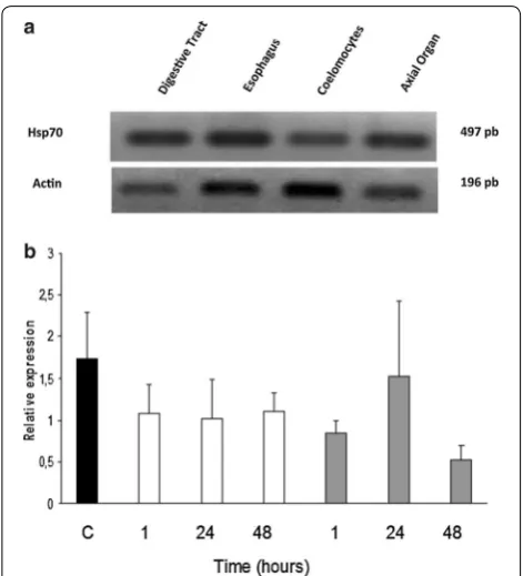 Fig. 3 Expression analysis of Sn‑Hsp70 mRNA. a Expression of Hsp70 in tissue by RT‑PCR