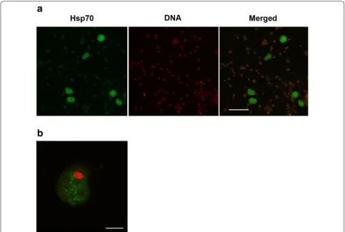 Fig. 5 Confocal images of Sn‑Hsp70 proteins in coelomocytes. a Coelomocytes labeled for Hsp70 proteins were expressed in large coelomocytes with an eccentric nucleus