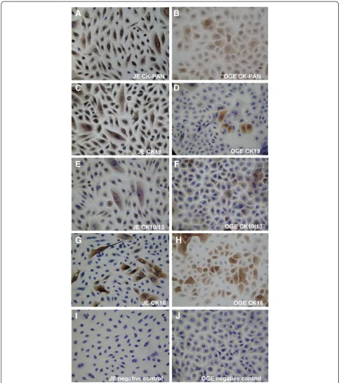 Figure 9 Immunohistochemical staining of JE and OGE cells (second passage cells, SP × 400)