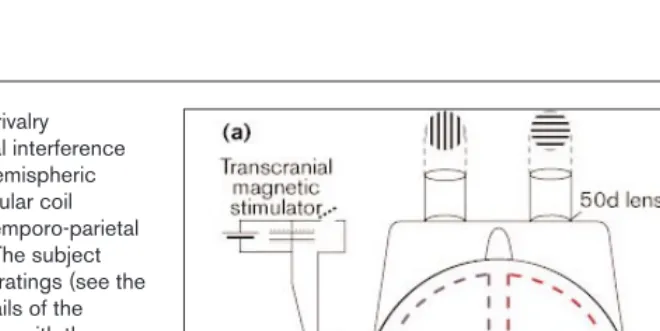Figure 2Set-up for TMS and binocular rivalryexperiments and the perceptual interference