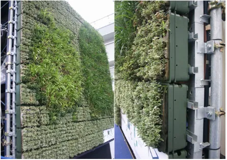 Figure 4. Example of a greenwall using a variety of plants (A. Aruninta). 