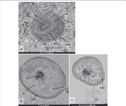 Fig. 1 asection of cell of Transmission electron micrograph of thin section of cell of Simkania negevensis