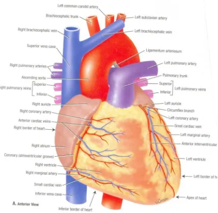 Fig 1: HEART AND CORONARY VESSELS- ANTEROR VIEW 