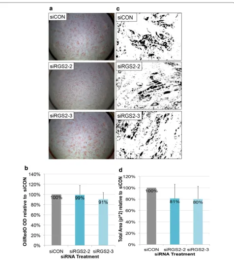 Fig. 5 Effect of siRGS2 on adipogenic differentiation of hMSCs induced by Hyclone CM based adipogenic media