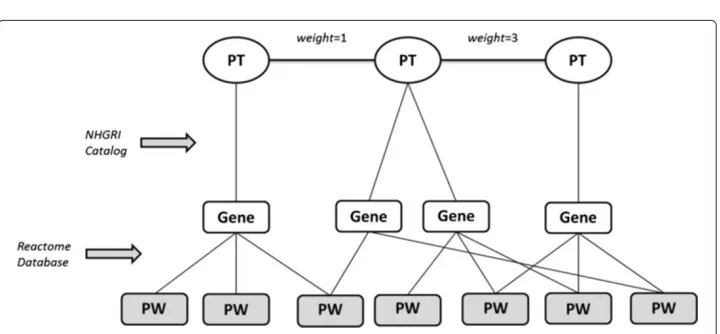 Figure 2 Model of how the PHPN was built. Phenotype-to-Gene associations were obtained using theNHGRI GWAS catalog, while gene-to-pathway associations were obtained using Reactome