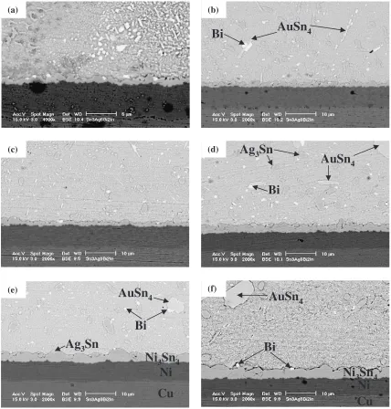 Fig. 1SEM micrographs of a Sn-3Ag-6Bi-2In/Au/Ni/Cu interface at 423 K with various aging times; (a) as-reﬂowed, (b) 1 day, (c) 3days, (d) 15 days, (e) 35 days and (f) 100 days.