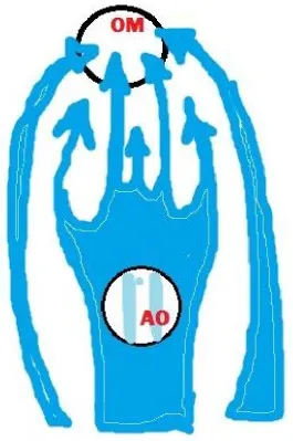 Figure 2Mucous  Blanket  moving  over  and  across  