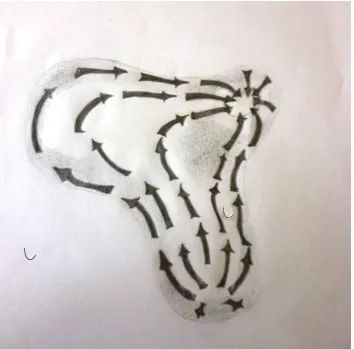 Figure 5Mucous  Transportation  Pathways  inside  Maxillary  Sinus