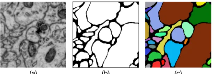 Figure 1. Neuronal structure segmentation: an EM image (a) and the ground truths for its neuronal boundary detection result (b) and segmentation result (c), respectively.