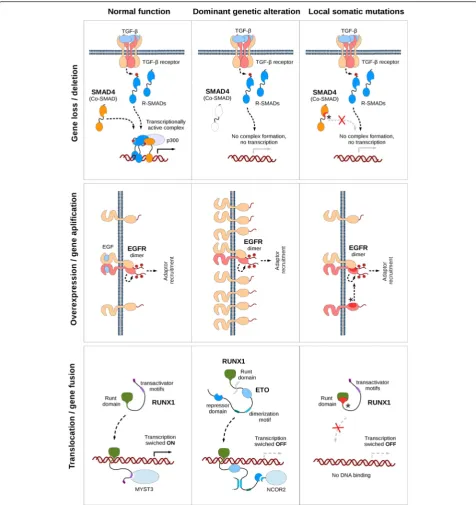 Fig. 6 Connection between various genetic alterations and significantly mutated regions