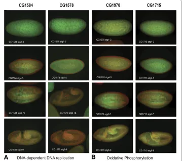 Figure 5 Fluorescent In Situ Hybridization (FISH) Images of Annotated and Un-annotated GenemRNAs