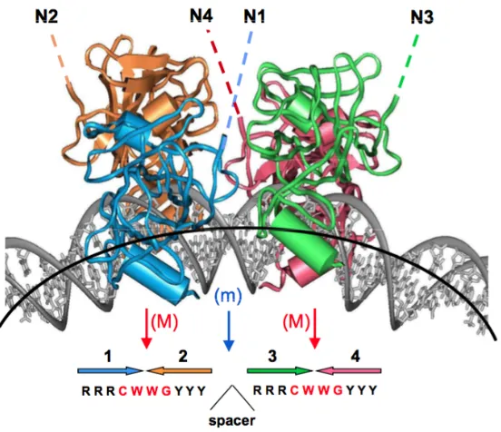 Figure 2. Four p53 core domains bound to bent DNA. 