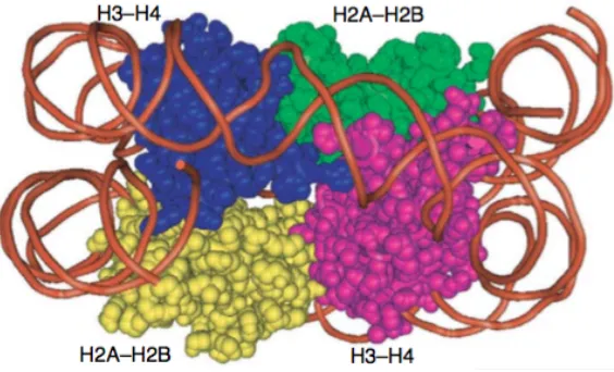 Figure 1. Nucleosomal DNA wraps around histones 