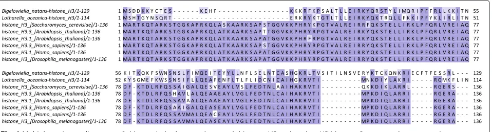 Fig. 2 Multiple seqience alignment of chlorarachniophyte nucleomorph histones H4 and nuclear H4 histones from several representativeeukaryotes