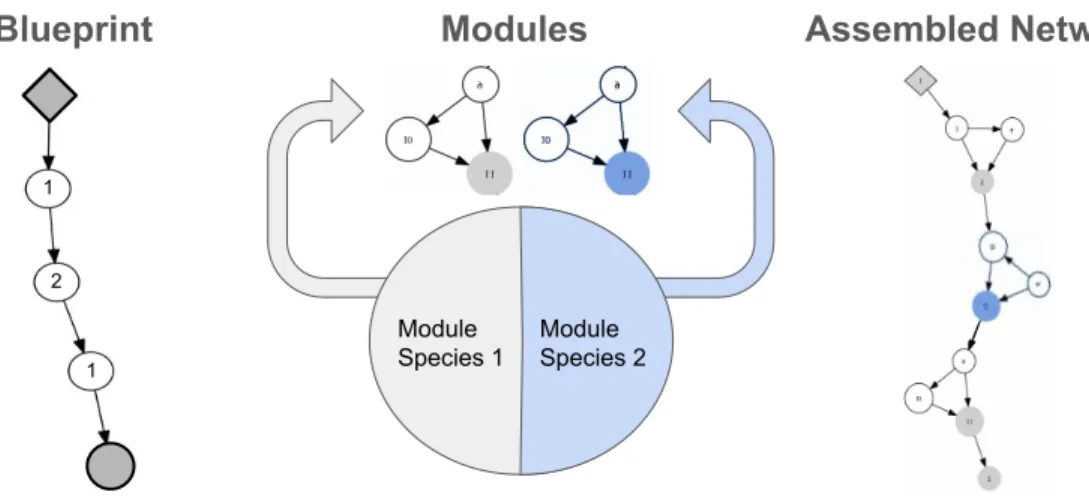 Figure 4.2: A visualization of how CoDeepNEAT assembles networks for fitness evaluation