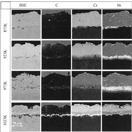 Fig. 4EPMA elemental mapping for the 50Ni-50Cr coatings steam-oxidized at diﬀerent temperatures for 3600 ks.
