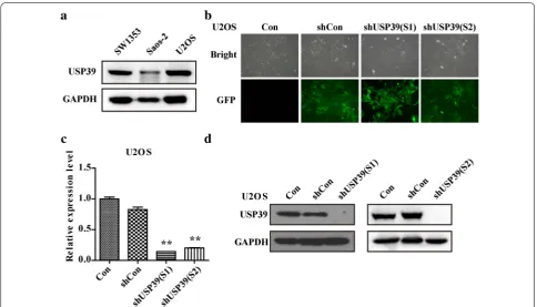 Fig. 2 Knock down efficiency of USP39. a The expression level of USP 39 in different cell lines