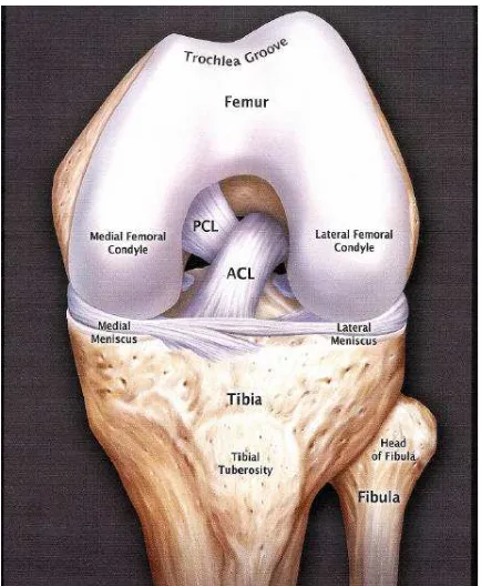 Figure 1: Anatomy of ACL 